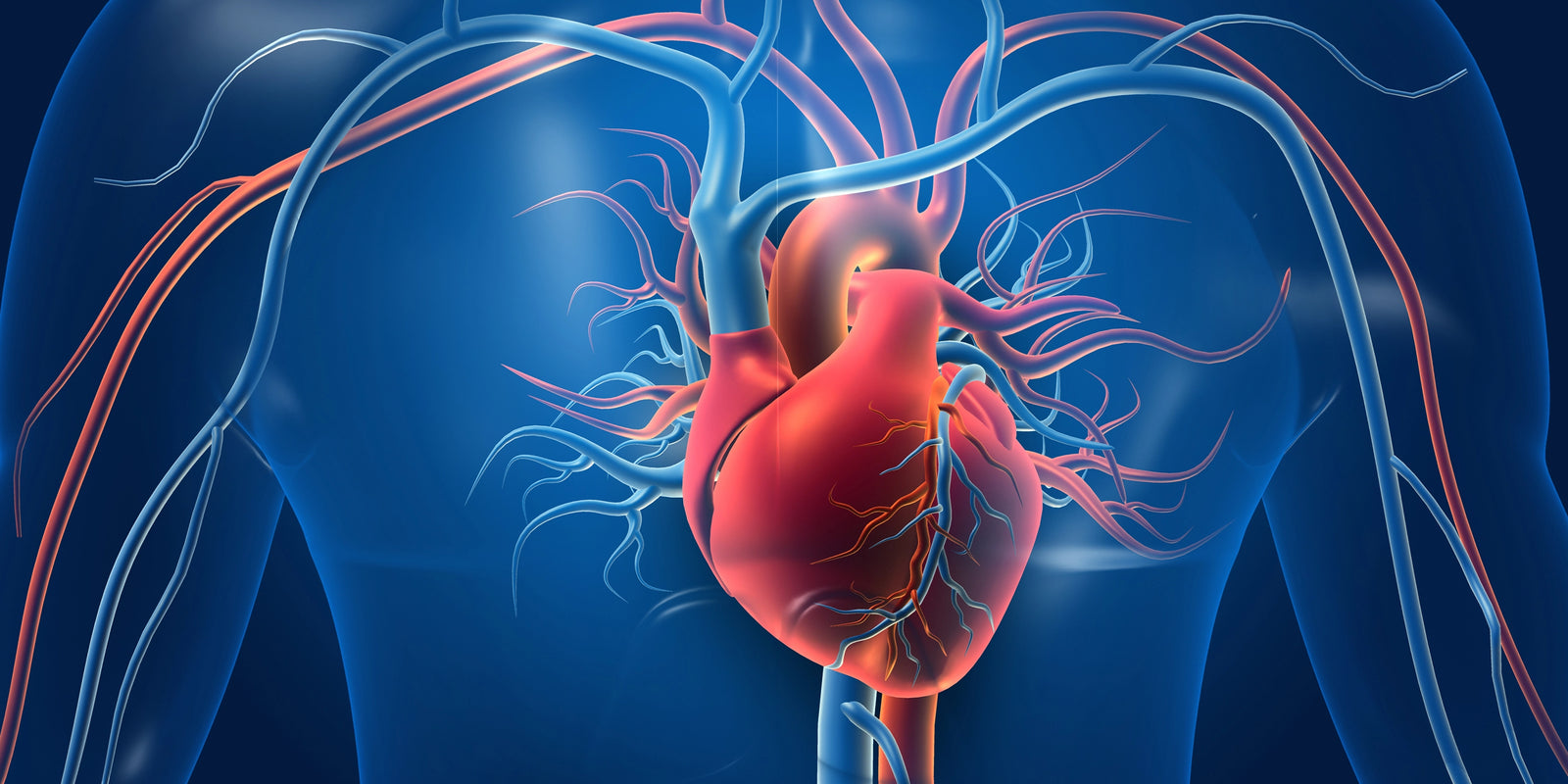 heart and hydration