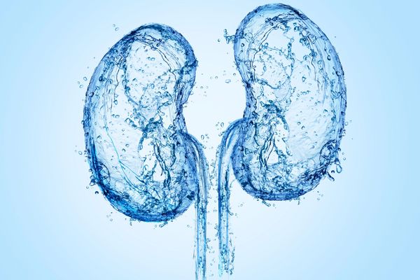 kidneys and hydration